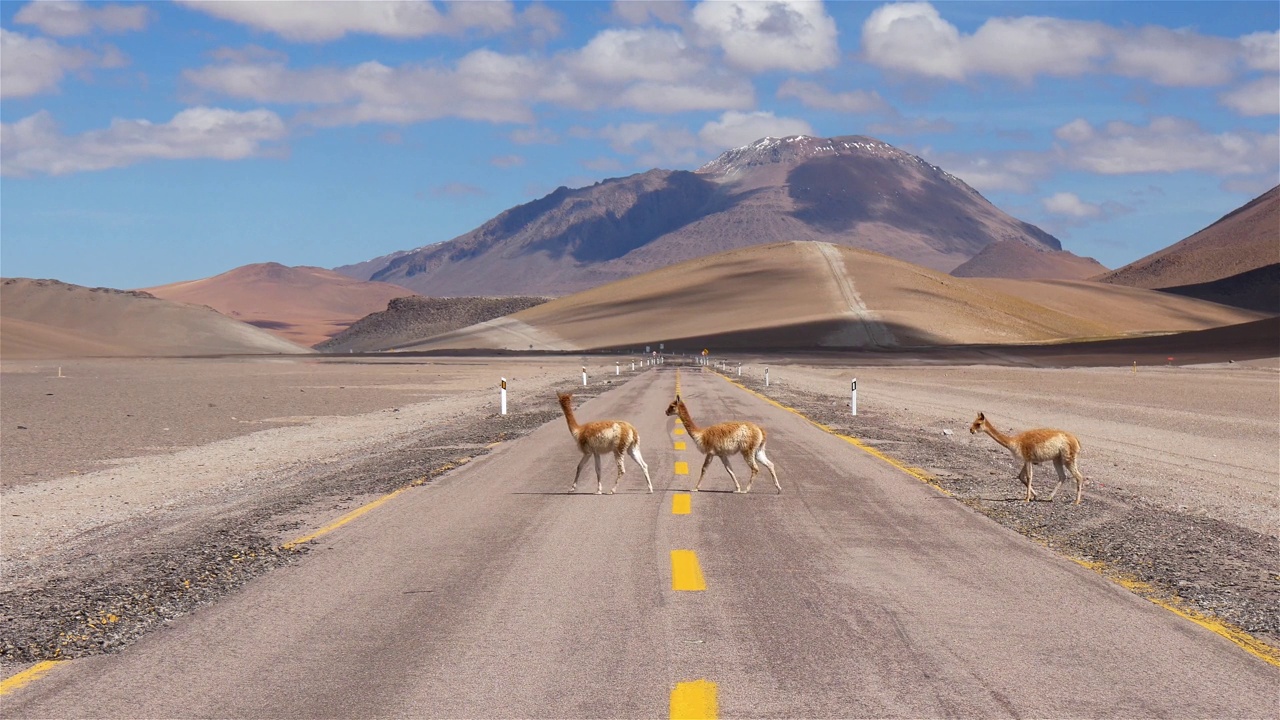 三个年轻人Vicuñas在沙漠山区过马路视频素材