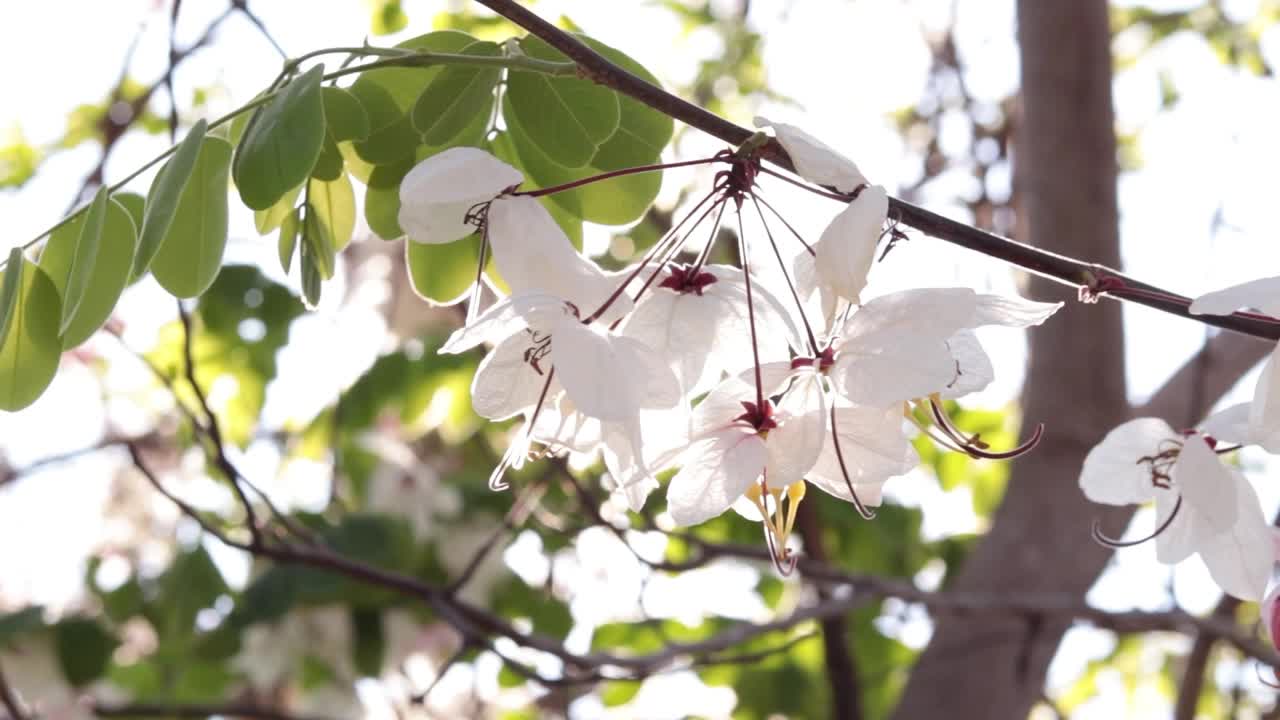 带模糊背景的花朵视频素材