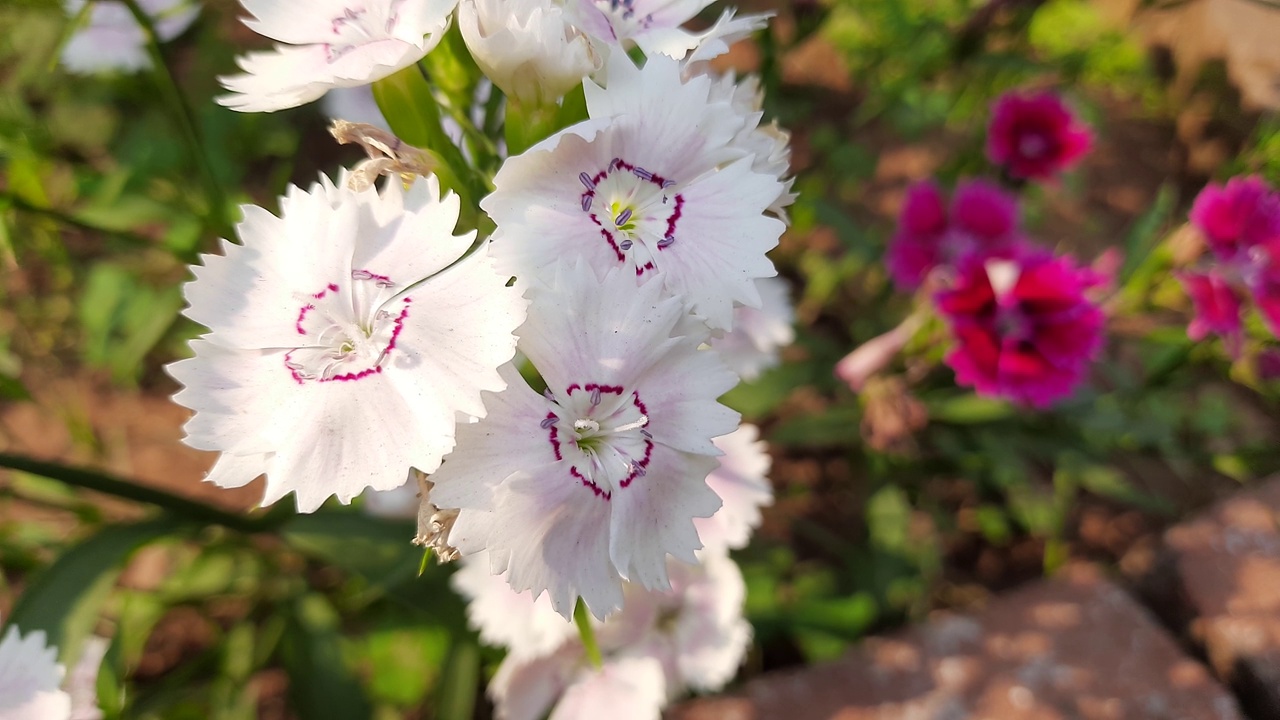 花园里的甜威廉花。视频素材