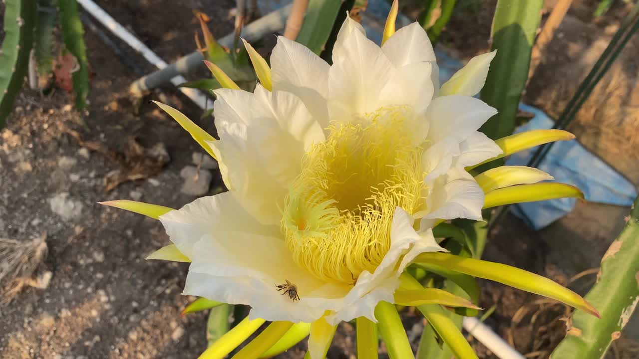 蜜蜂在龙果芽上采集花蜜视频素材