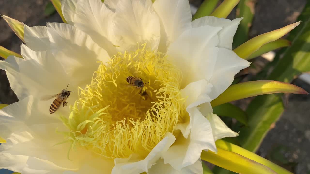 蜜蜂在龙果芽上采集花蜜视频素材