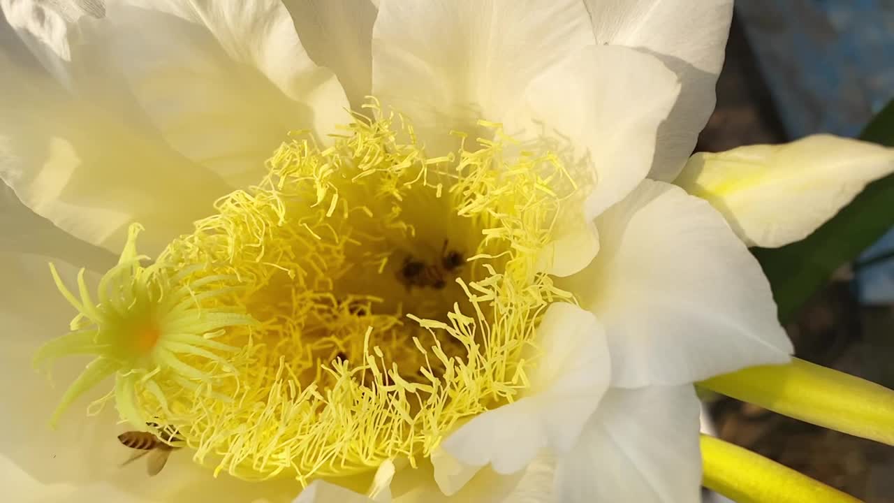 蜜蜂在采集龙果花蕾上的花蜜视频素材