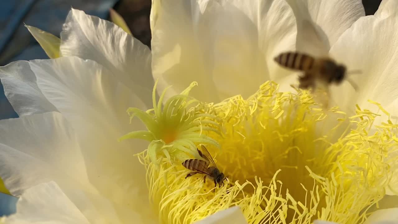 蜜蜂在龙果芽上采集花蜜视频素材