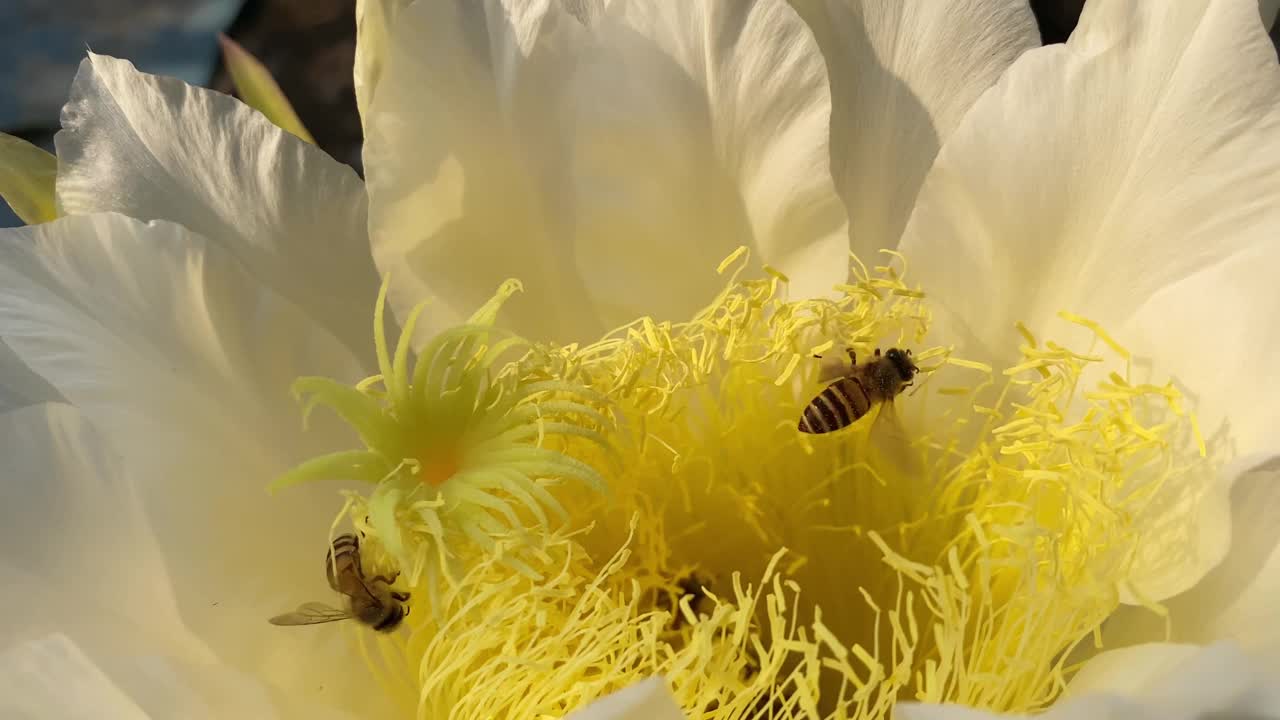 蜜蜂在龙果芽上采集花蜜视频素材