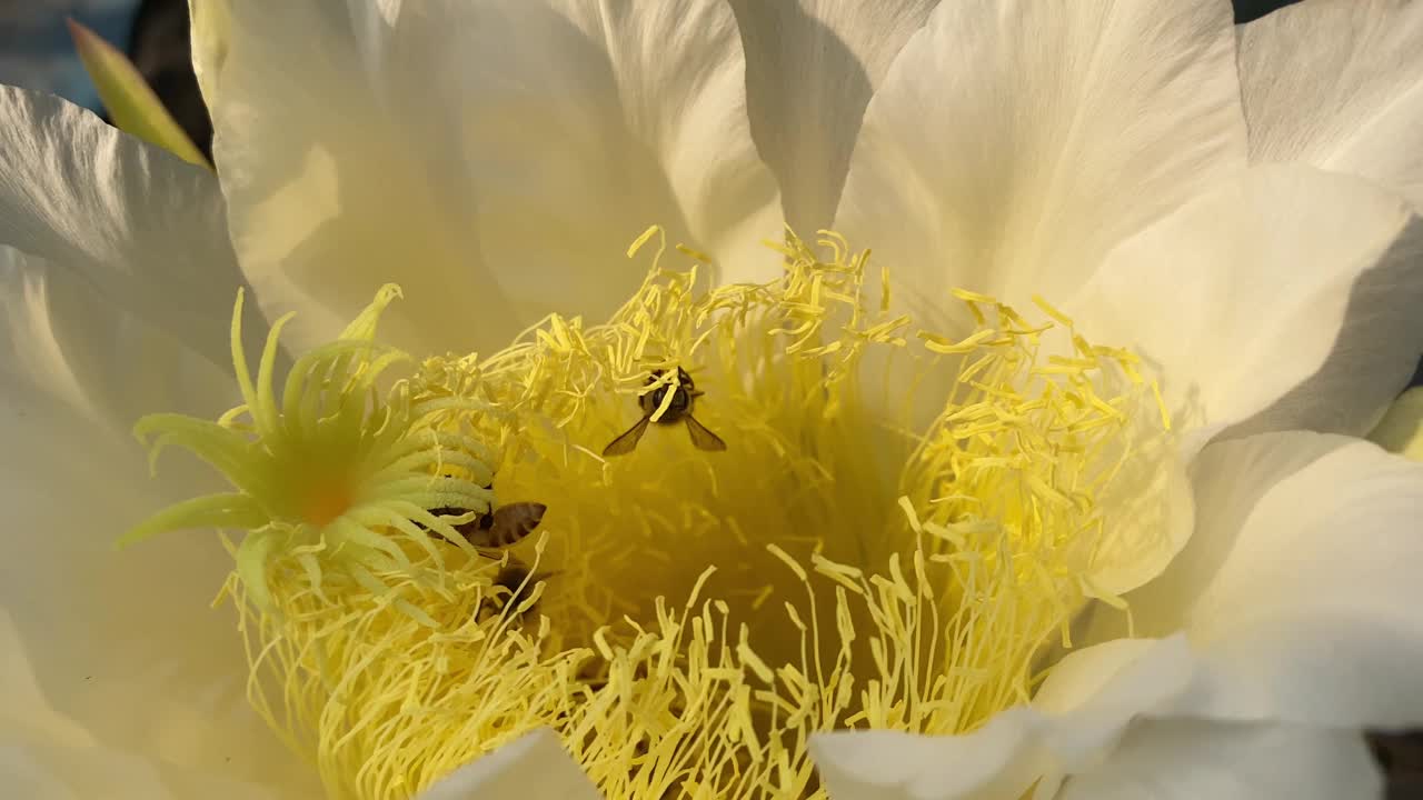 蜜蜂在龙果芽上采集花蜜视频素材