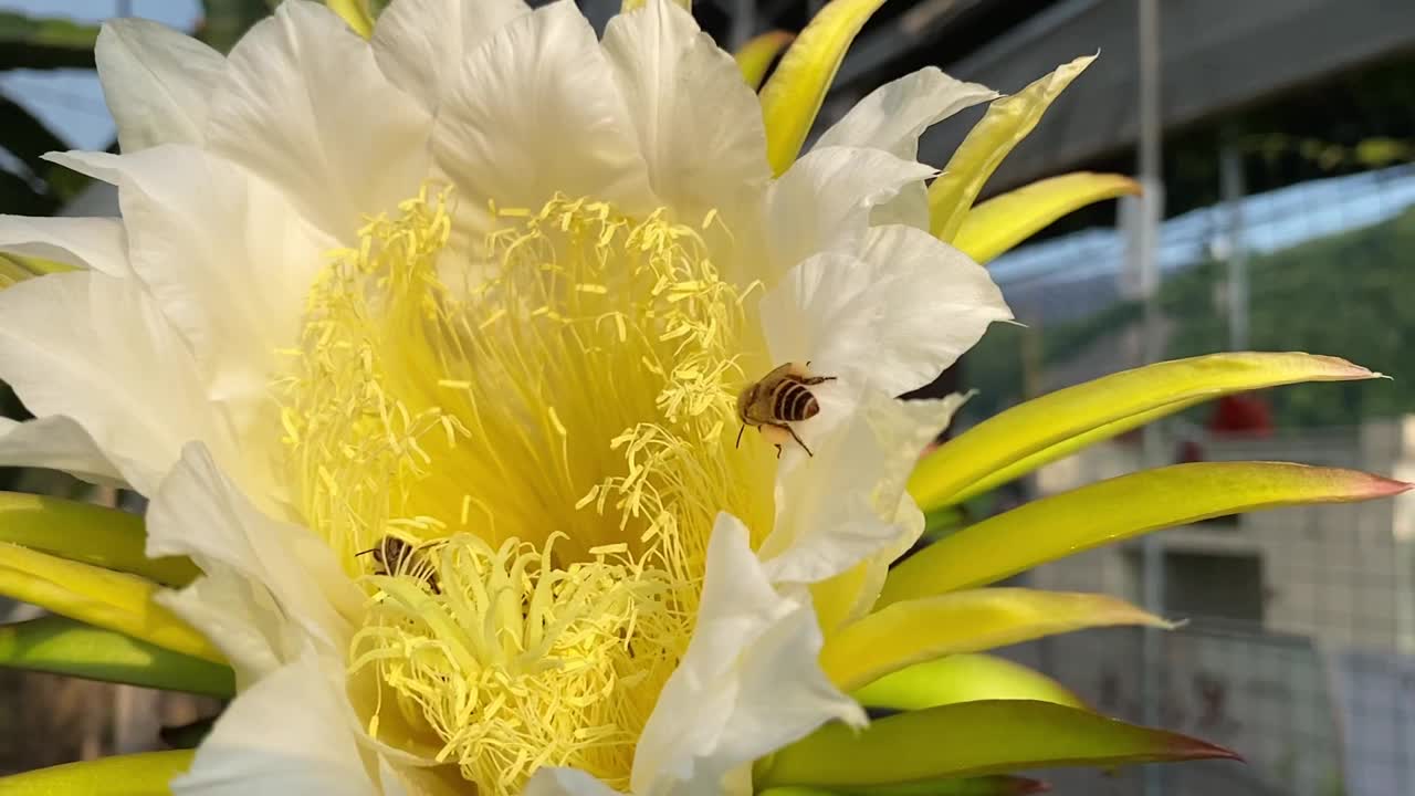 蜜蜂在龙果芽上采集花蜜视频素材