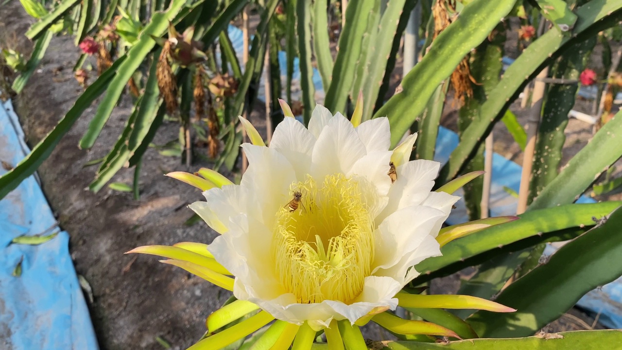 蜜蜂在采集龙果花蕾上的花蜜视频素材