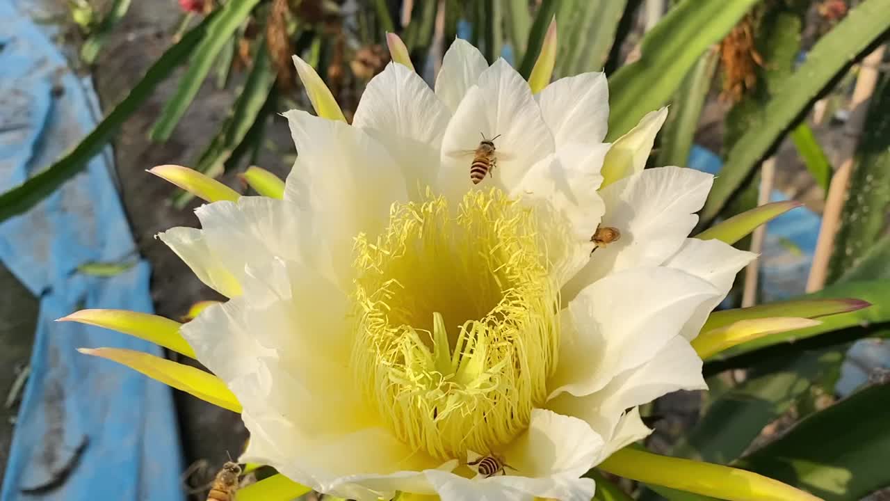 蜜蜂在龙果芽上采集花蜜视频素材