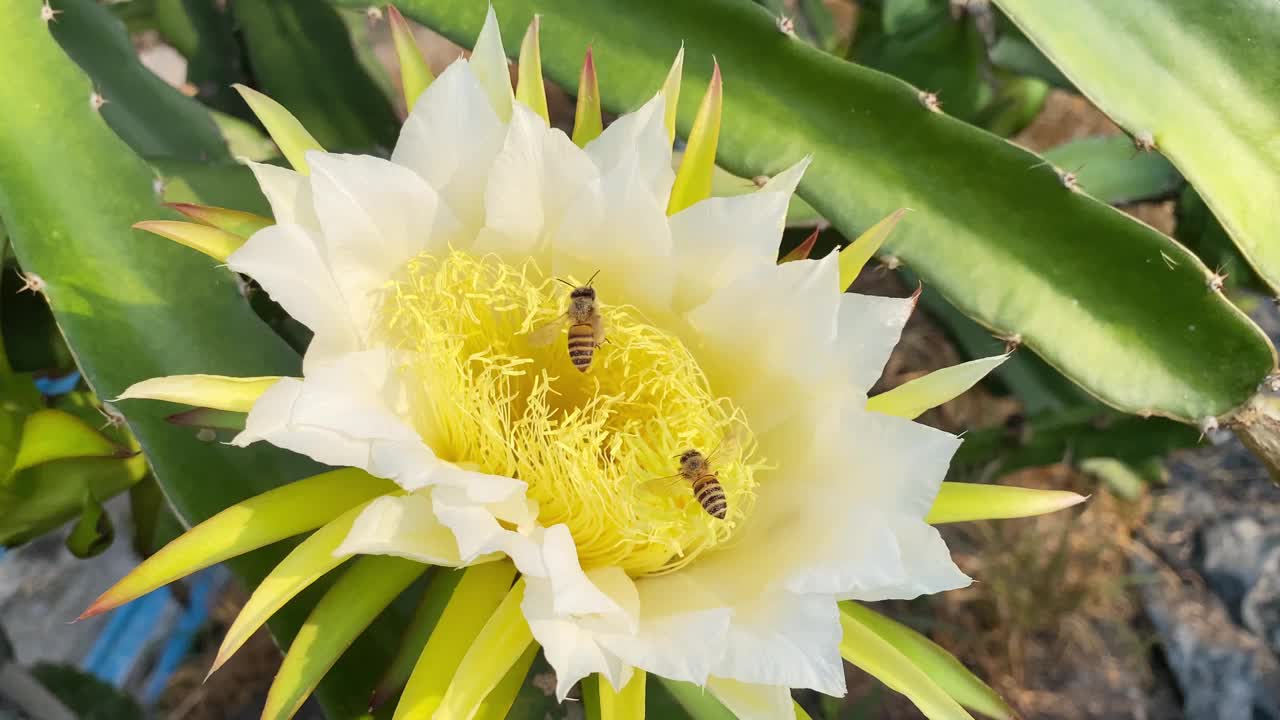 蜜蜂在龙果芽上采集花蜜视频素材