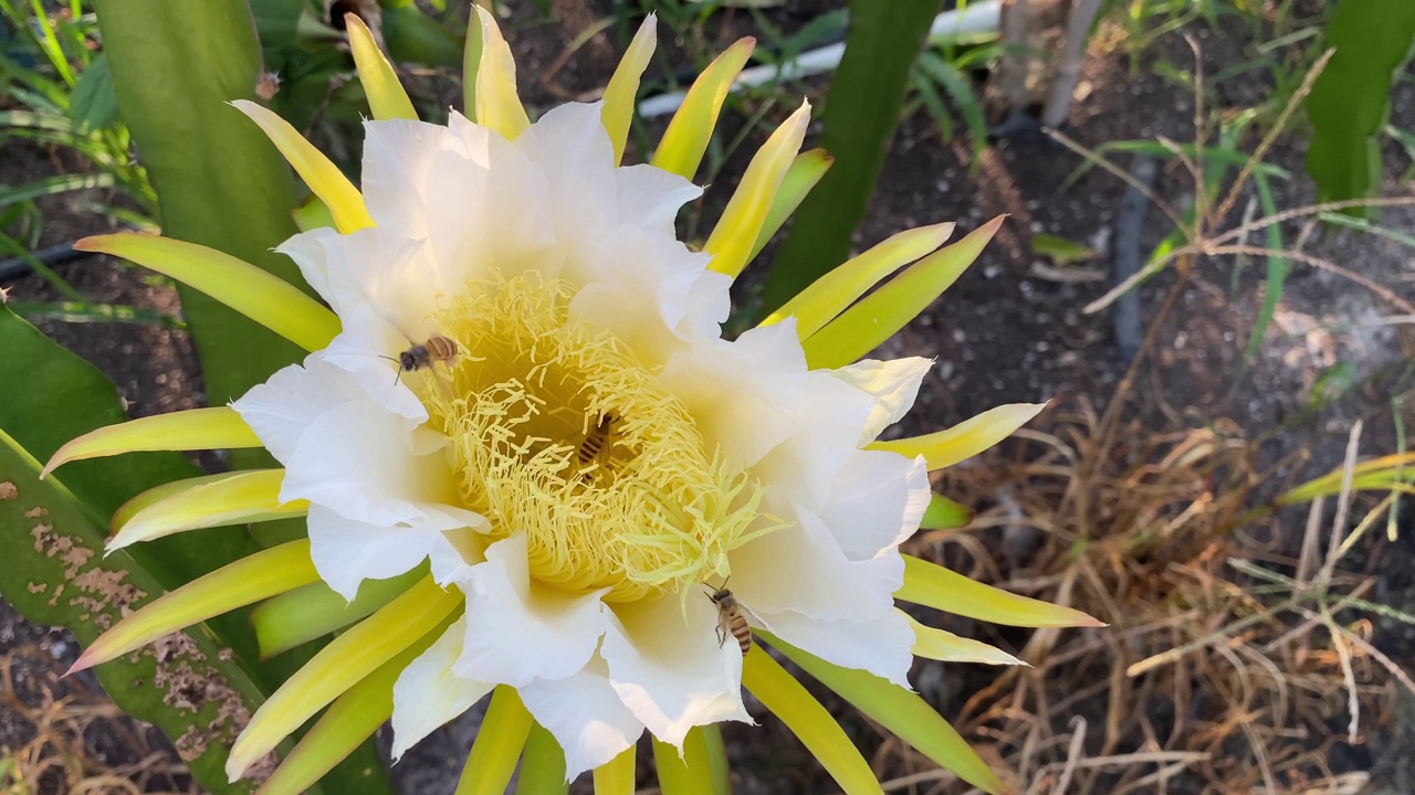 蜜蜂在采集龙果花蕾上的花蜜视频素材