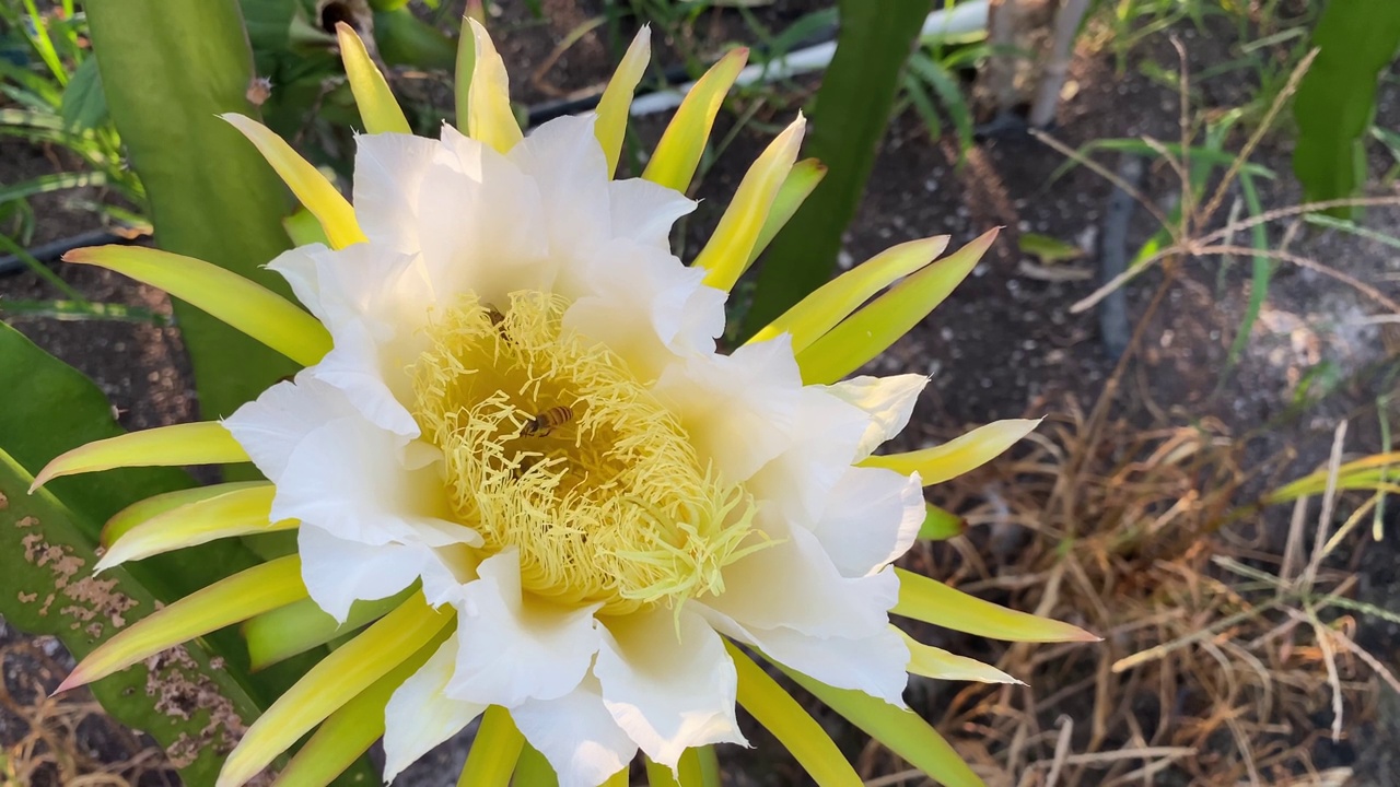 蜜蜂在采集龙果花蕾上的花蜜视频素材