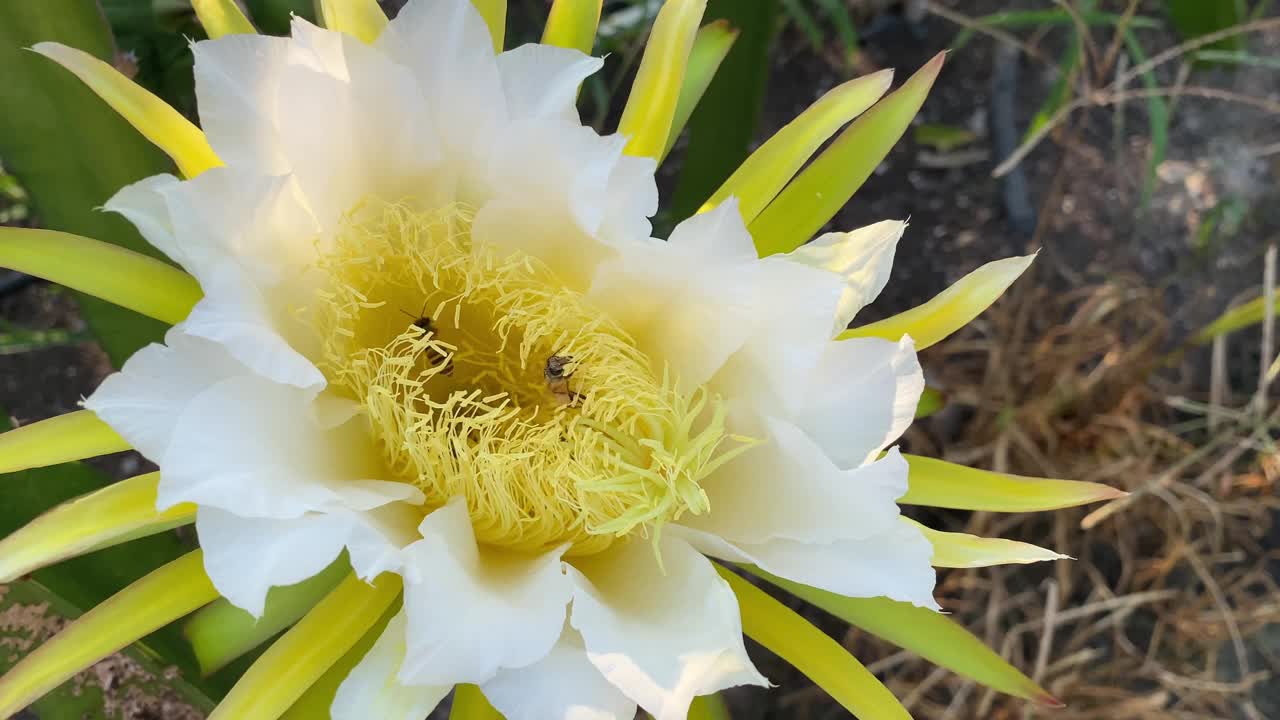 蜜蜂在龙果芽上采集花蜜视频素材