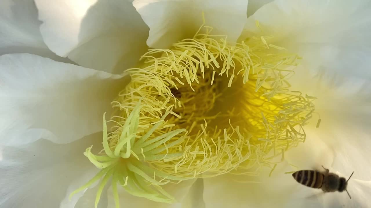 蜜蜂在龙果芽上采集花蜜视频素材