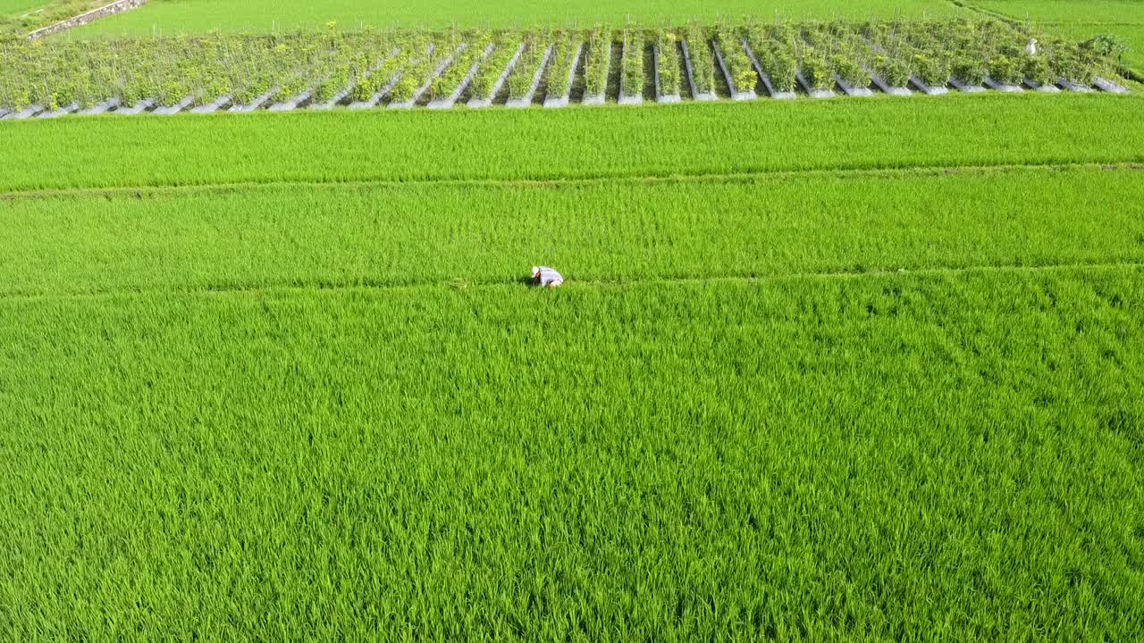 空中农业稻田，绿色稻田视频素材