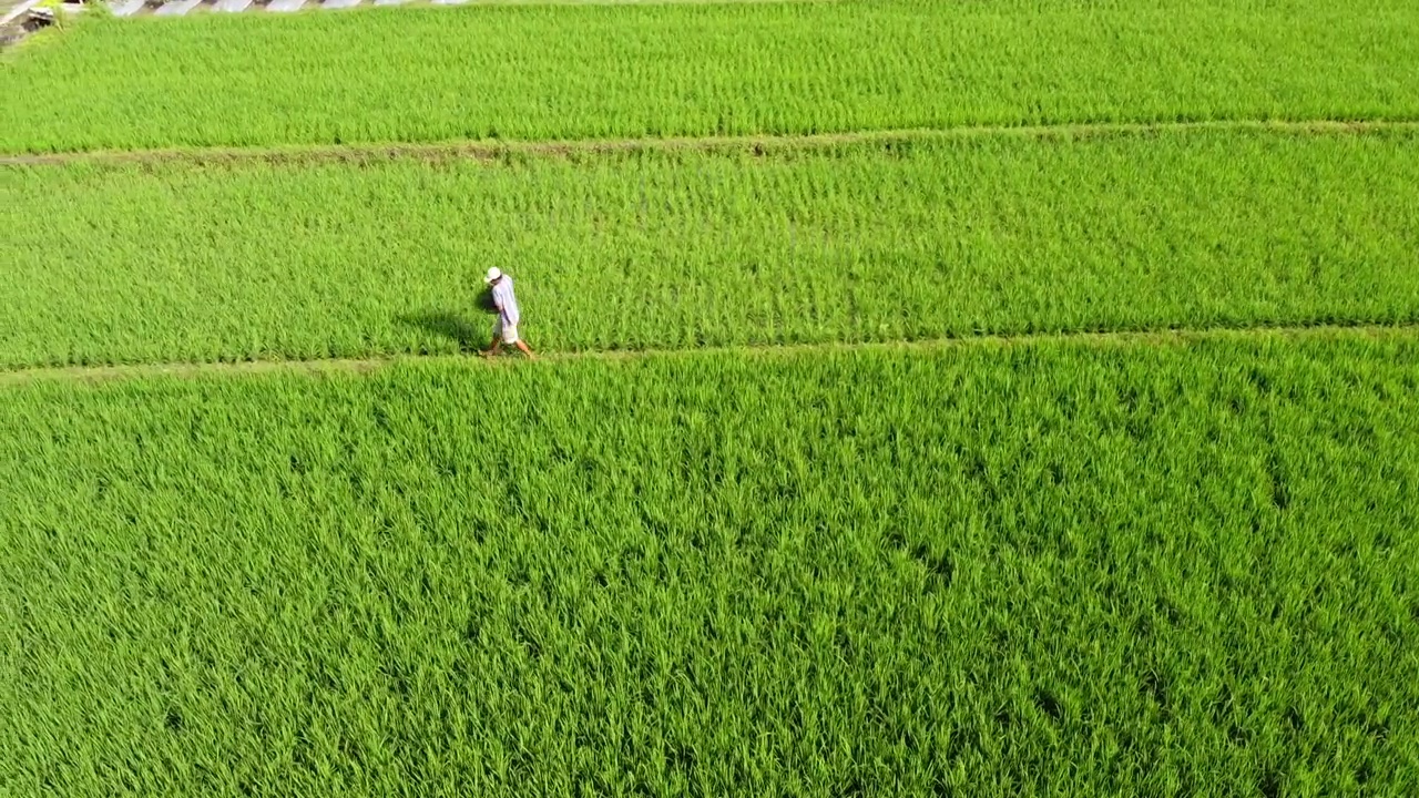 空中农业稻田，绿色稻田视频素材