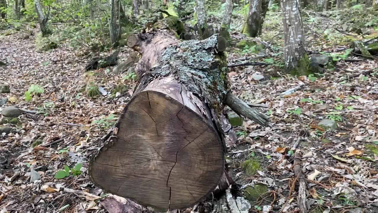 在树林的前景中砍下树干视频下载