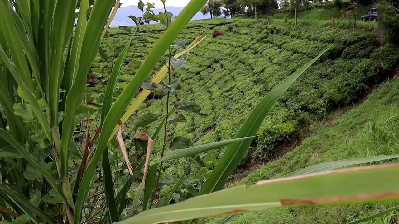 印度尼西亚万隆市Ciwidey茶园的美丽景色视频下载