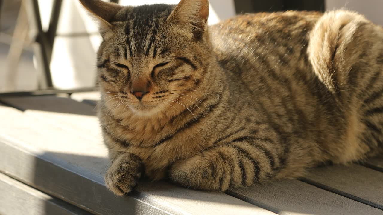 流浪的猫视频素材