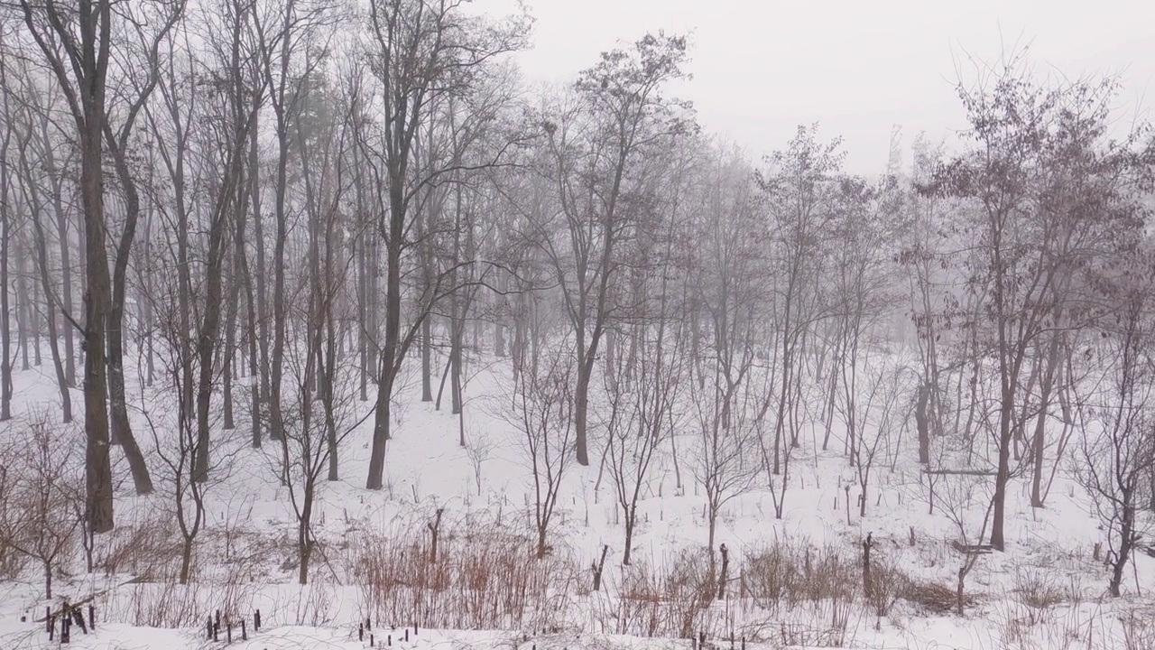 冬季公园的一部分在下雪视频素材