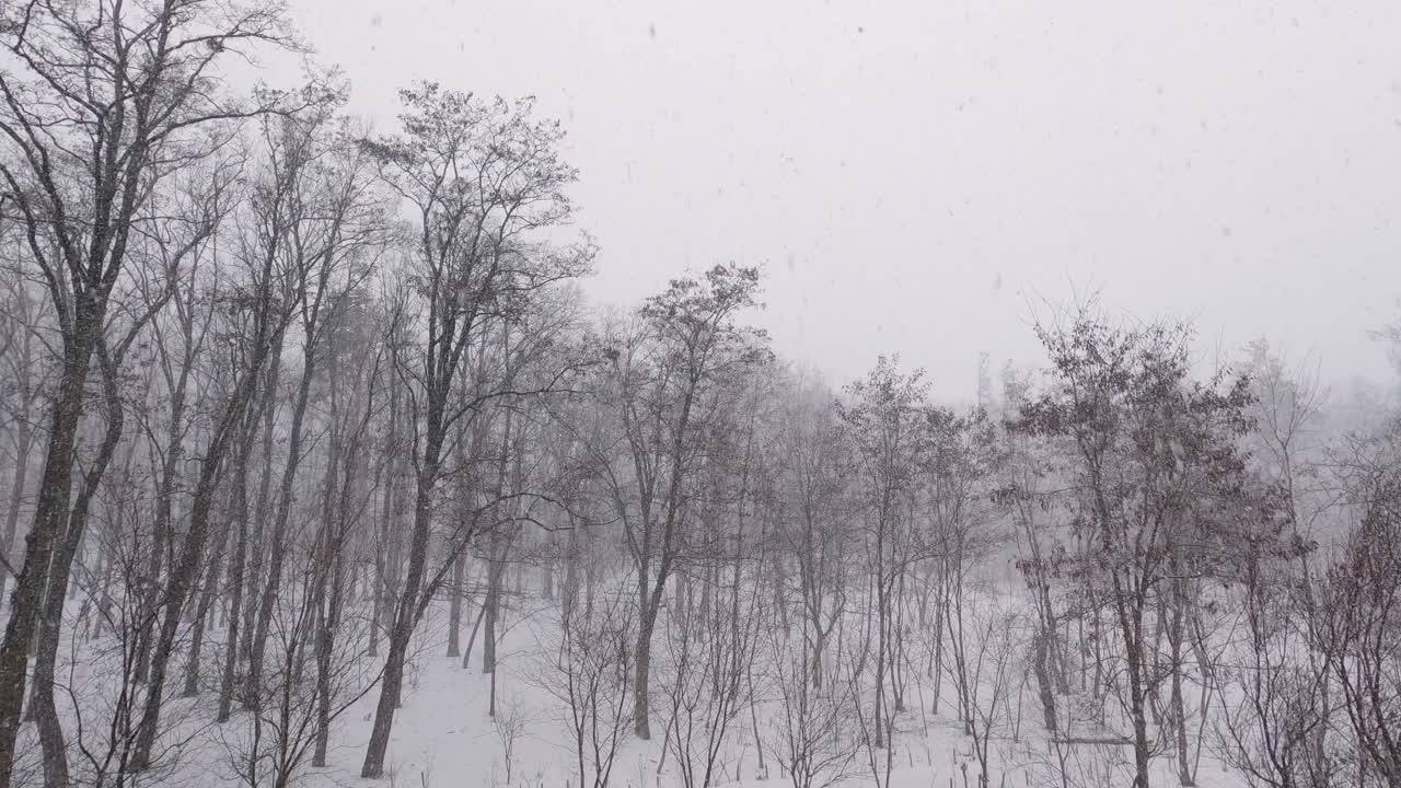 冬季公园的一部分在下雪视频素材