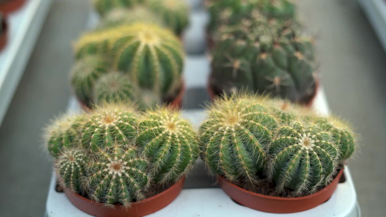 许多仙人掌生长在棕色的花盆里，在仙人掌市场出售，在室内苗圃里一排排的仙人掌。视频素材