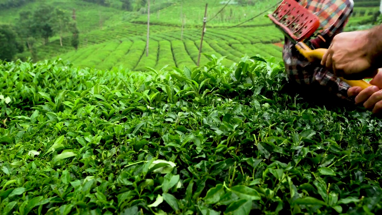 生长在黑海的茶树。在收获茶叶的时候。雨滴落在茶叶上。视频素材