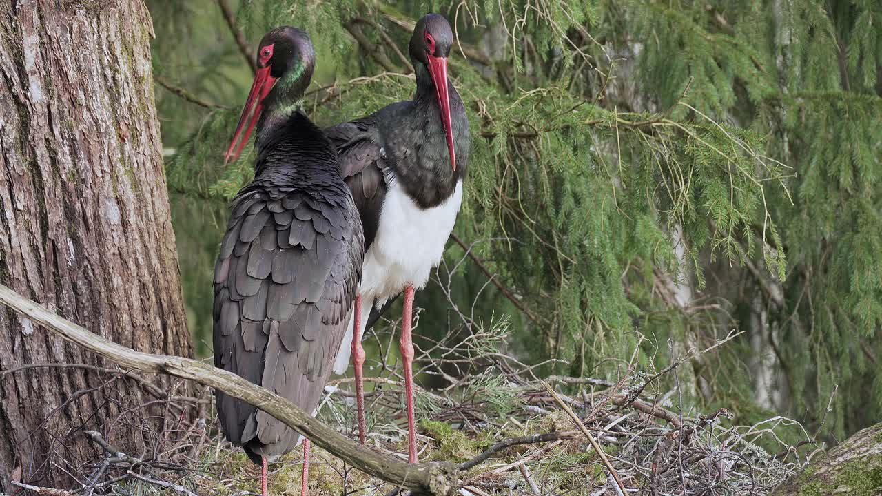 两只黑鹳(Ciconia nigra)春季筑巢。整理和清洁羽毛。国家公园里古老的绿色森林。视频素材