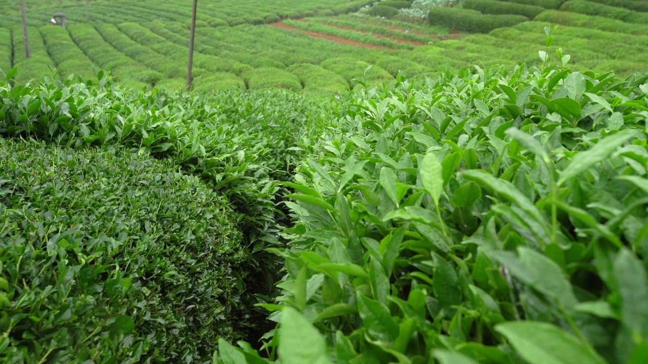 生长在黑海的茶树。在收获茶叶的时候。雨滴落在茶叶上。视频素材