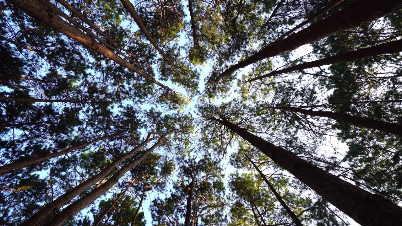 阳光下森林里松树的底部视图。高大的松树带着阳光，在森林里，仰望着蔚蓝的天空。泰国Thung Salaeng Luang国家公园。低角度拍摄视频素材