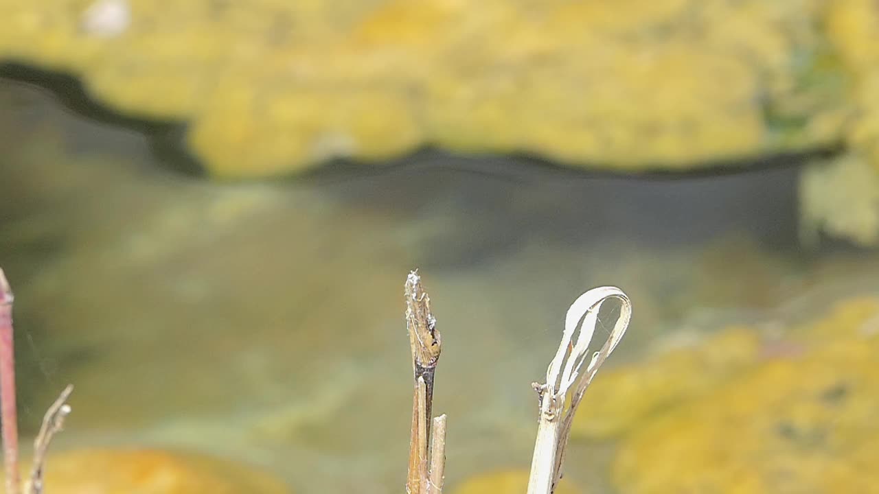 蜻蜓飞行的慢动作。视频素材