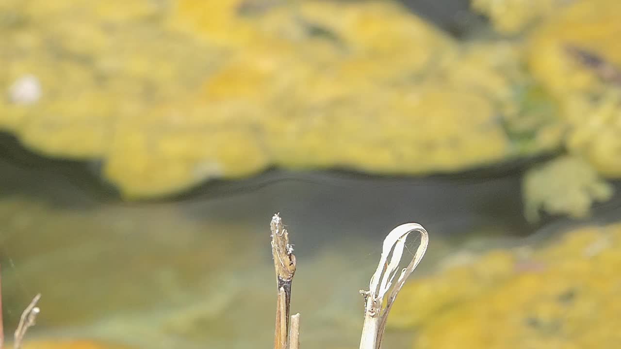 蜻蜓飞行的慢动作。视频素材