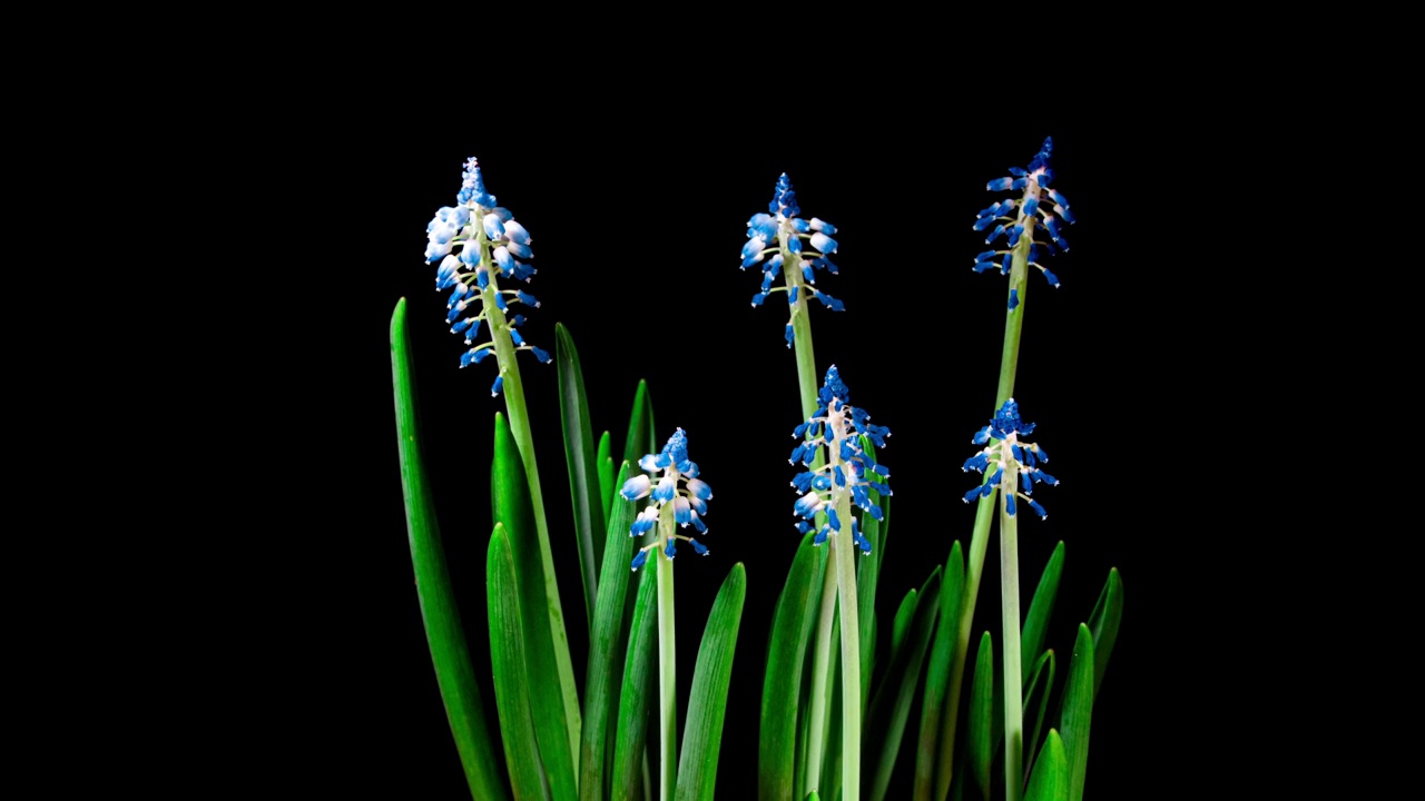 蓝葡萄风信子在时光流逝中绽放。温柔的花开放在黑色的背景上开花。春天的花朵象征视频素材