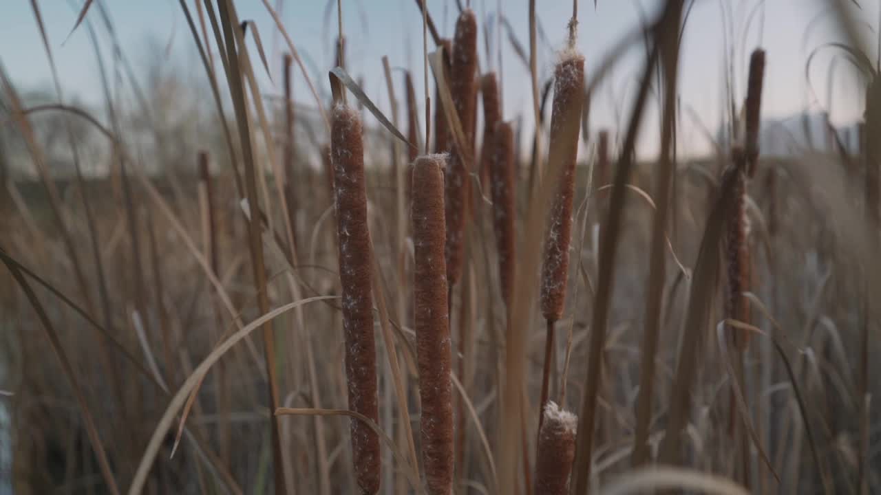 长在沼泽岸边的一种普通芦苇，有蓬松的狼牙棒视频素材