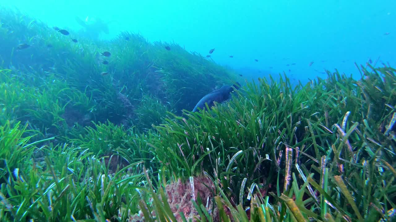 地中海蓝礁鱼在波西多尼亚水域游泳视频素材