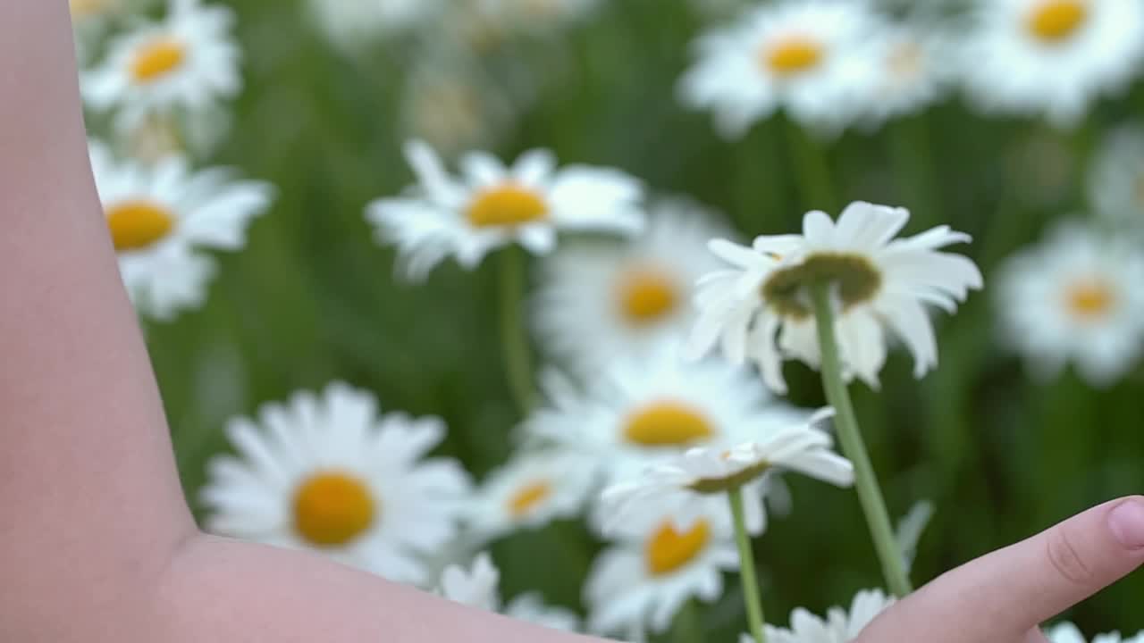 手触摸甘菊野花在草地上的特写。视频素材