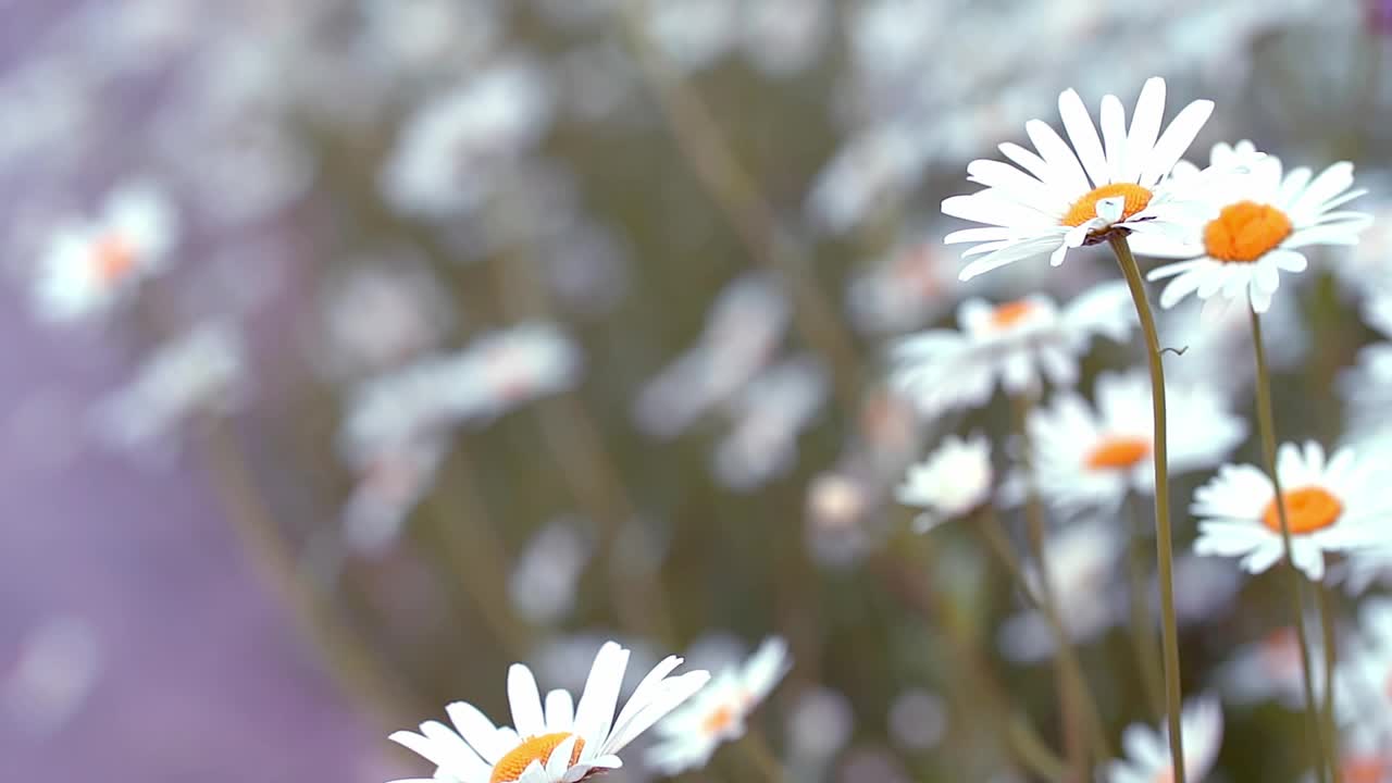 春菊雏菊在春天凋谢。视频素材