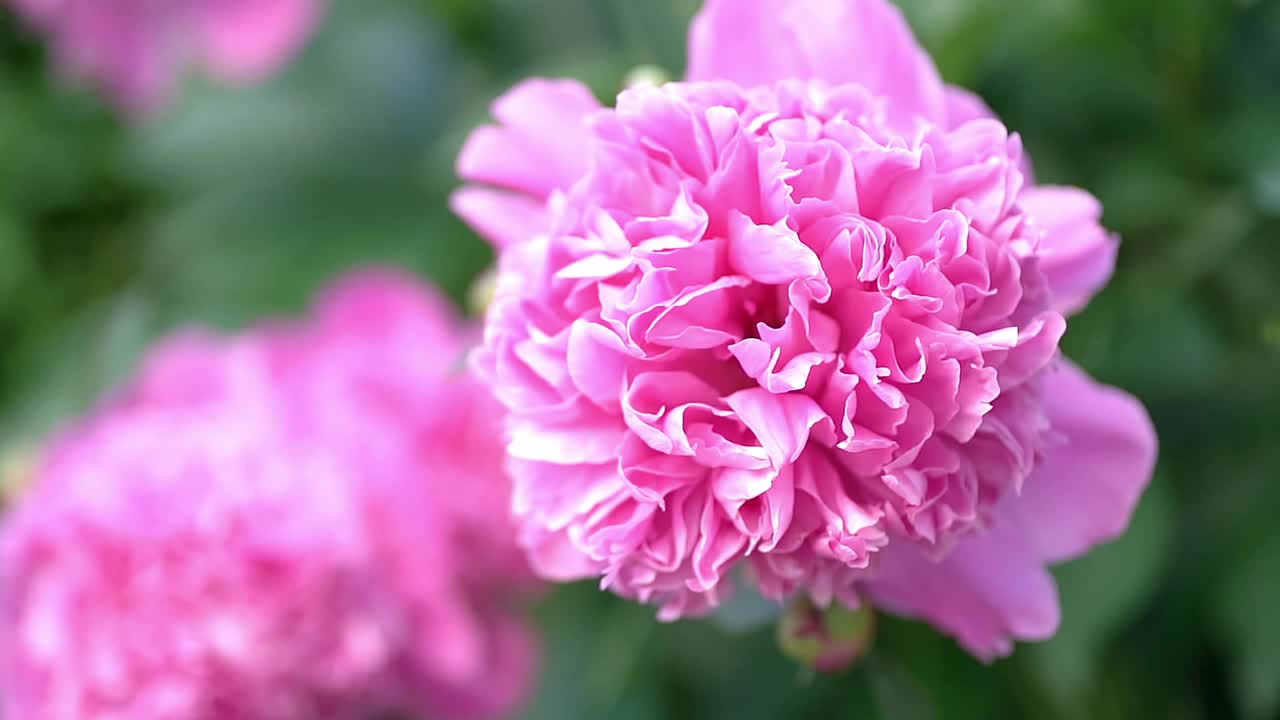 单浪漫的粉红色牡丹花在模糊的绿色草地背景在茂盛的春天花园。视频素材