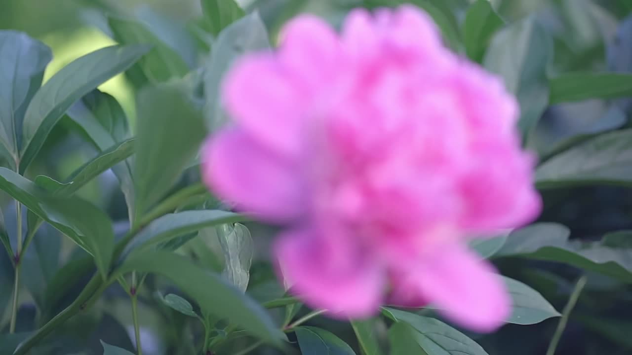 单浪漫的粉红色牡丹花在模糊的绿色草地背景在茂盛的春天花园。视频素材