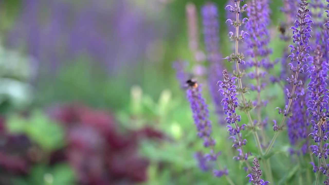 模糊的紫色紫罗兰花在田野上视频素材