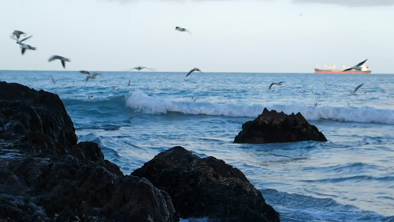 海浪上的鸟儿视频素材