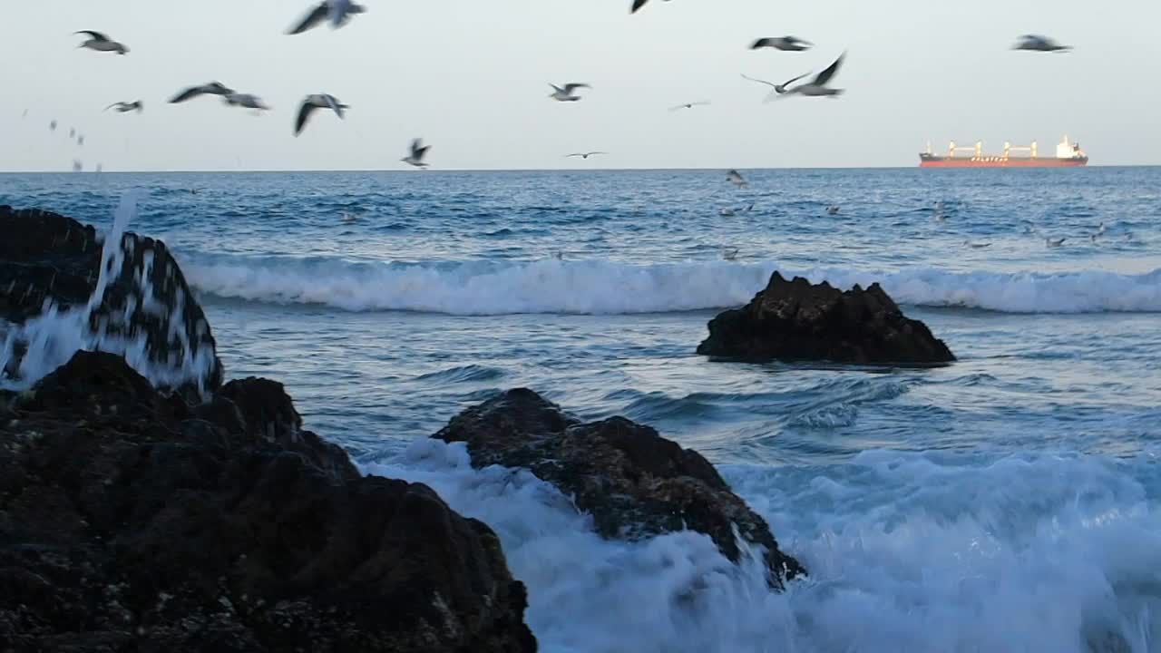 海浪上的鸟儿视频素材