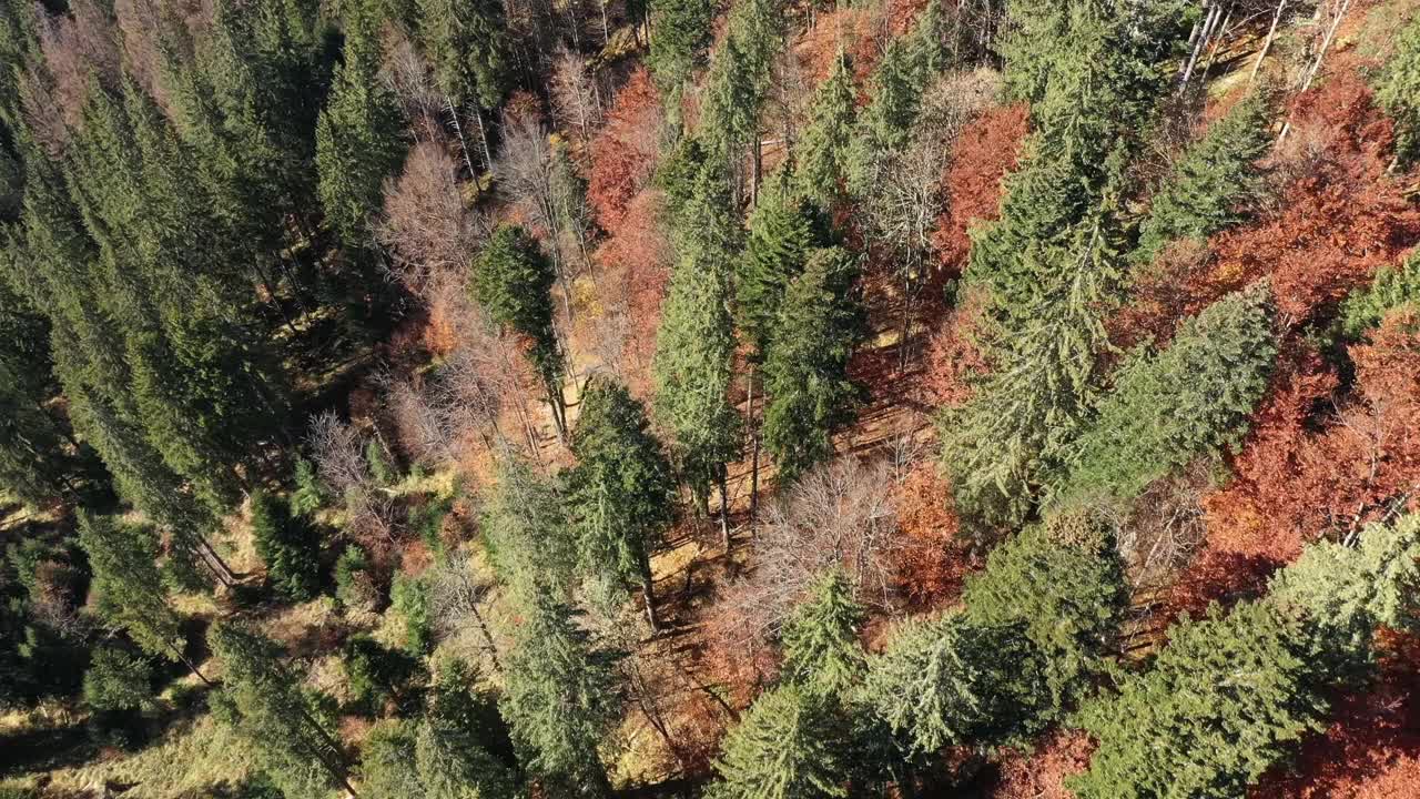 飞过苍穹的松树，长青的森林。空中无人机视图视频素材