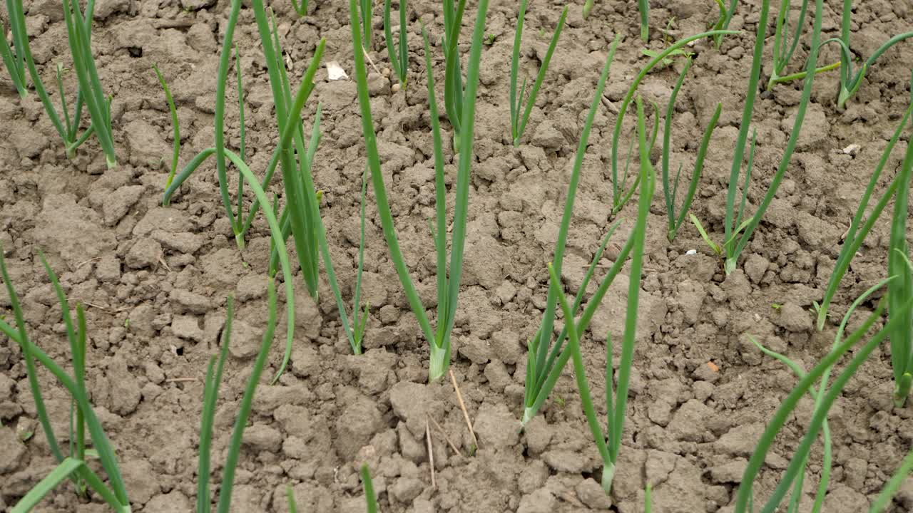 新鲜的绿色大蒜在田野与土壤视频素材