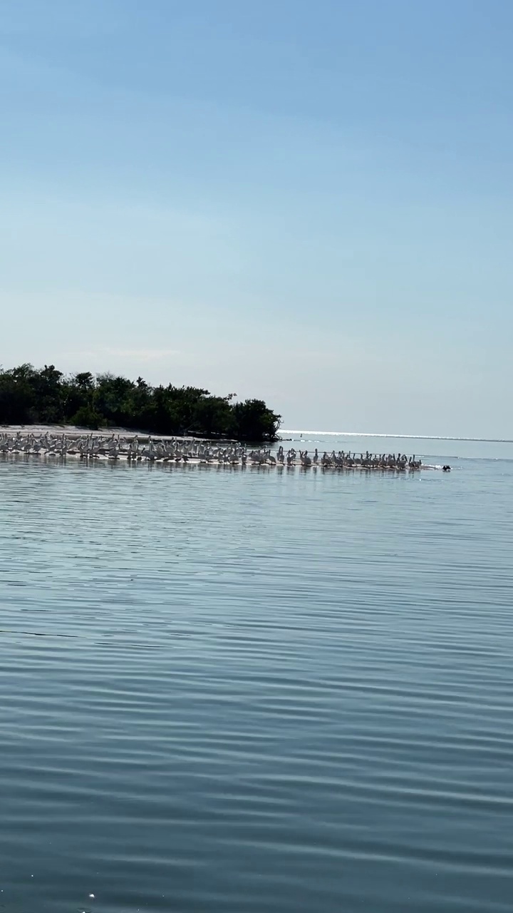 佛罗里达海岸沙洲上的白鹈鹕视频下载