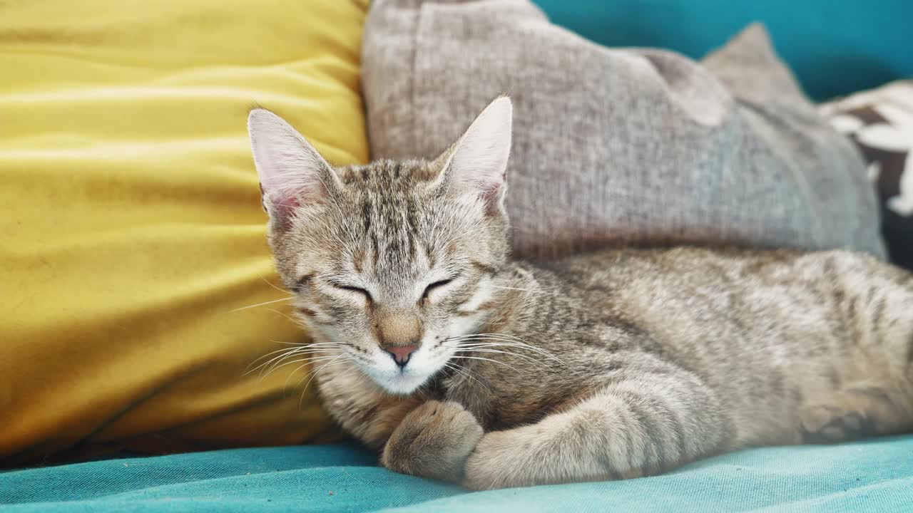 可爱的虎斑猫睡在蓝色的沙发和黄色的枕头。有趣的家庭宠物。轻松舒适的幸福理念。甜蜜的梦。视频素材