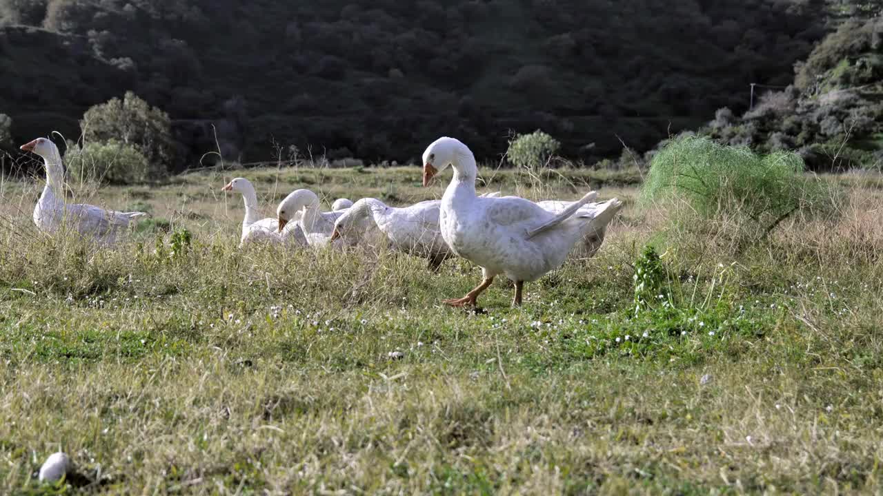 在阳光明媚的日子里，鹅群在乡村的草地上放牧。家里的小鹅农场。在草地上觅食的白鹅。视频素材