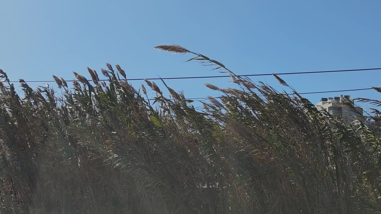 葡萄牙，狂风尤妮斯袭击了高草视频素材