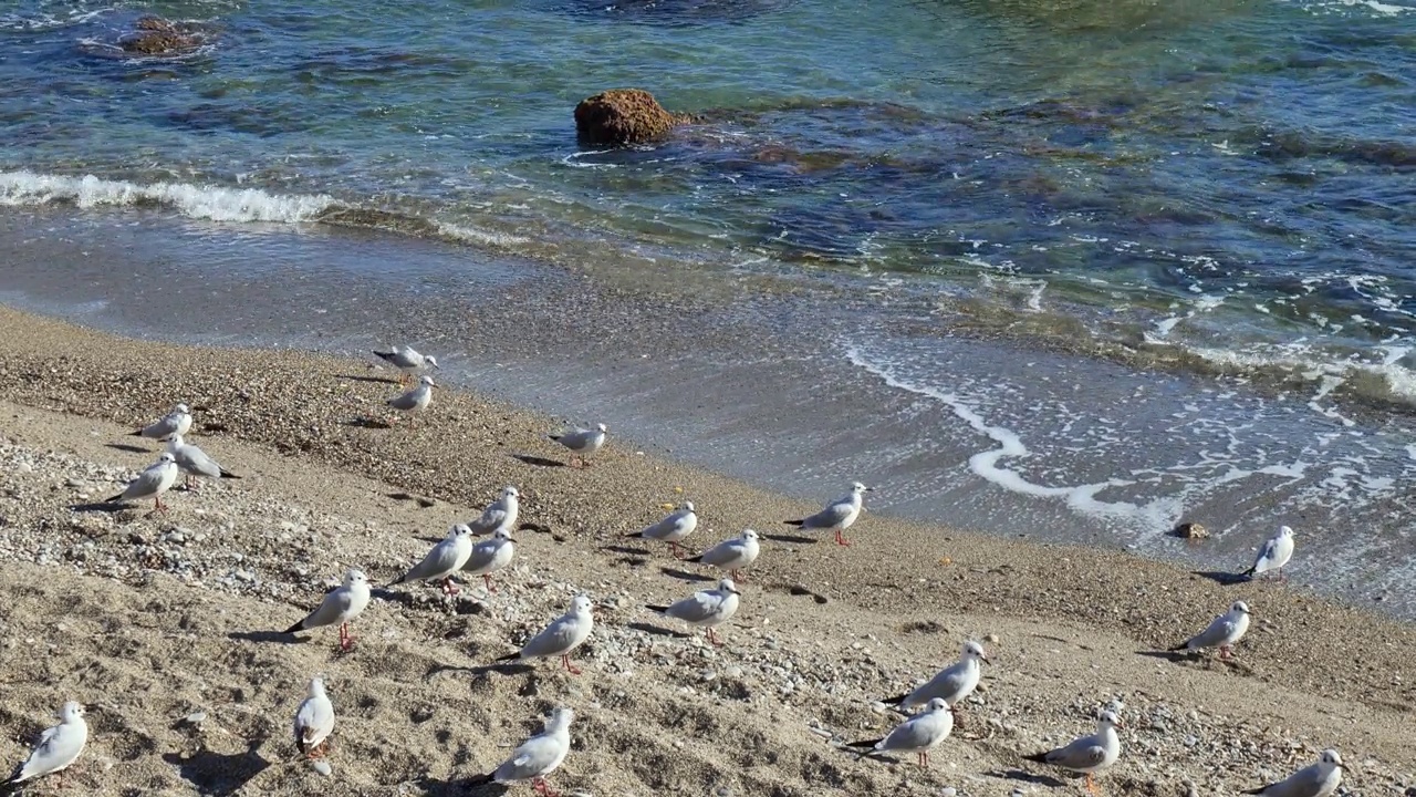 成群的海鸥飞近爱奥尼亚海的卵石海滩。一群年轻的海鸥在海边。自然美。视频素材