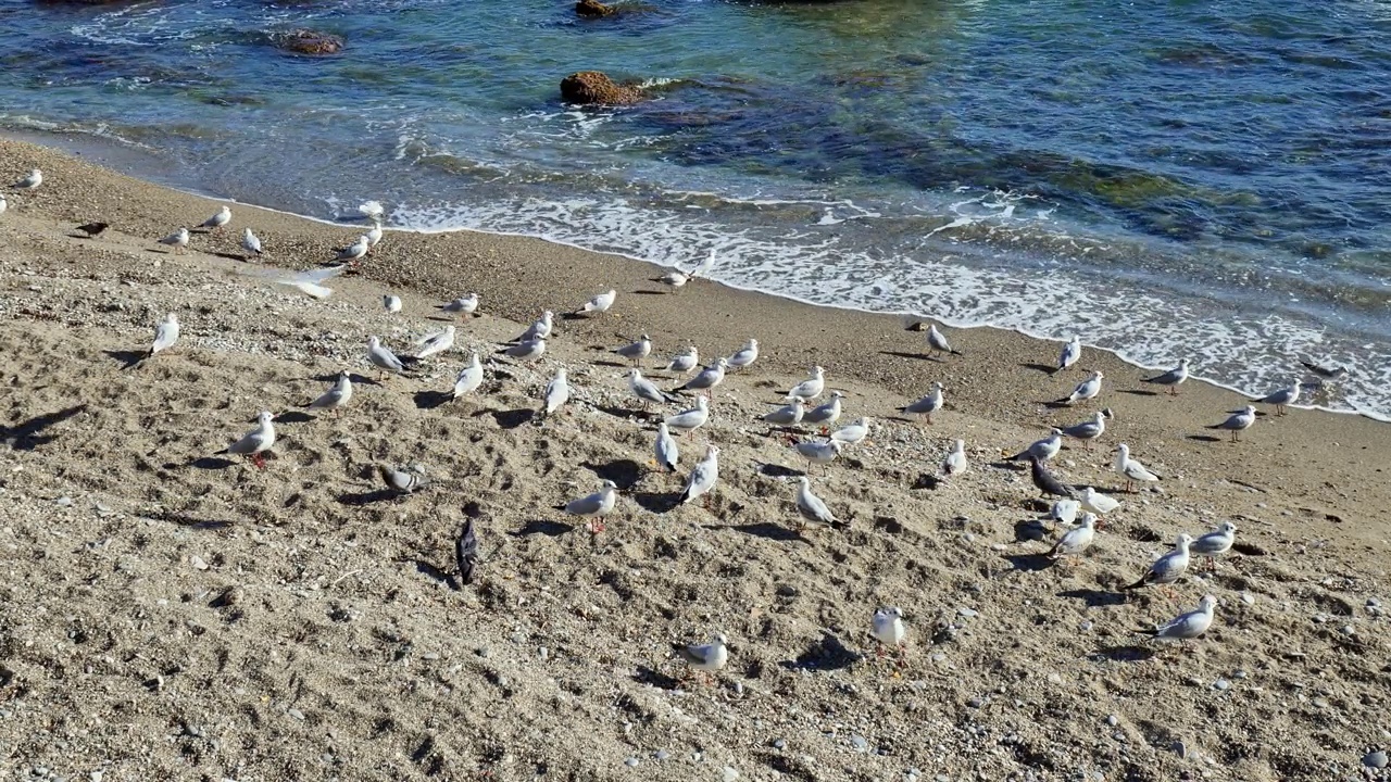 成群的海鸥飞近爱奥尼亚海的卵石海滩。一群年轻的海鸥在海边。自然美。视频素材