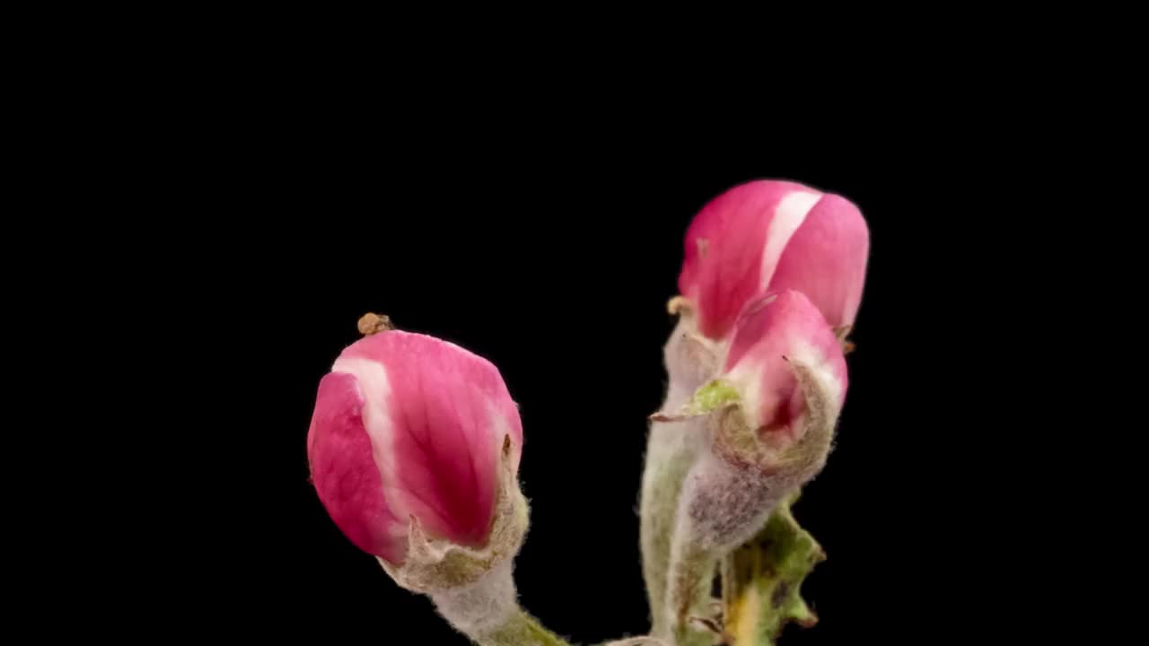 宏观时间推移苹果树开花在黑色背景视频素材